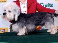 Dandie Dinmont Terrier