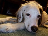 English Setter