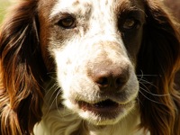 English Springer Spaniel