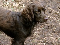 Field Spaniel