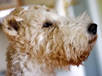 Fox Terrier