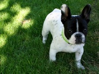 french bulldogs for adoption near me