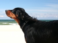 Gordon Setter