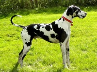 Great Dane