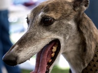 Greyhound