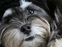 Havanese shelter sales