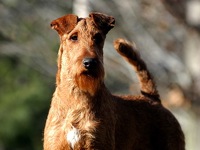 Irish Terrier