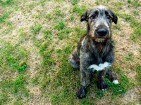 wolfhound for adoption