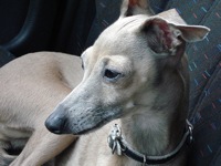 greyhound italian pennsylvania rescueme rescue