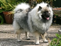 Keeshond