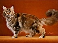 Maine Coon