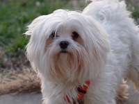 Maltese