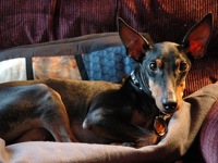 Manchester Terrier