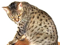 Ocicat