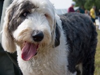 Old English Sheepdog