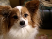 papillon for adoption near me