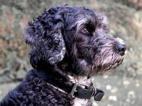 Portuguese Water Dog