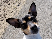 Rat Terrier