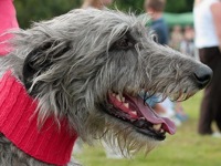 Scottish Deerhound