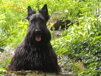 Scottish Terrier