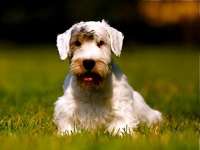 Sealyham Terrier