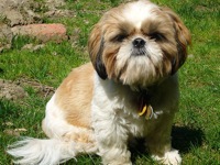 shih tzu shelter near me