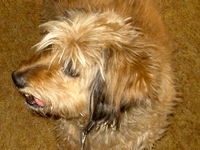 Tennessee Skye Terrier Rescue ― ADOPTIONS ― RescueMe.Org