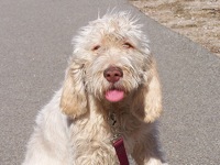 Spinone