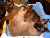 Tonkinese