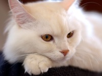 Turkish Angora