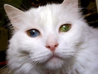 Turkish Van