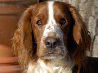 Welsh Springer Spaniel