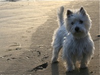 Westie