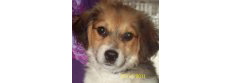 Puppy Love Rescue