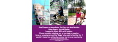 Rescue the Dogs'