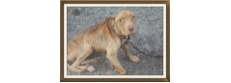 Barrk Rescue Inc