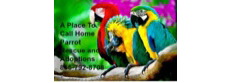 A Place To Call Home Parrot Rescue and Adoptions
