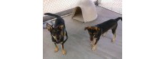 Imminent Danger German Shepherd Rescue