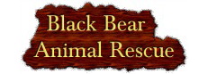 Black Bear Animal Rescue