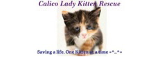 Calico Lady Kitten Rescue