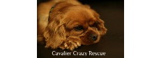 Cavalier Crazy Rescue