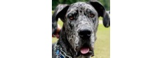 Dane Crazy Rescue