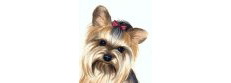 Little Paws Yorkie Rescue