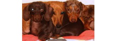 Texas Tail Waggle Dachshund Foster & Rescue