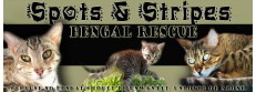 Spots & Stripes: Exotic Cat Rescue and Sanctuary