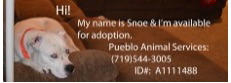 Pueblo Animal Services Foster