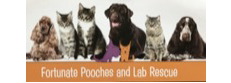 Fortunate Pooches and Lab Rescue