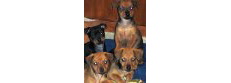 Salem Dogs