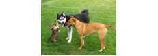 Escarosa Greyhound And All-Pet Adoptions, Inc.
