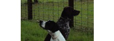 FLORIDA POINTER RESCUE
